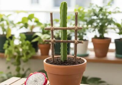  کاشت و پرورش میوه اژدها در گلدان