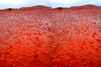 این جزیره جلوی چشم دنیا قرمز شد!