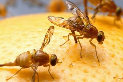 رئیس سازمان حفظ نباتات کشور: پیش‌آگاهی هوشمند آفات رویکردهای حدسی را حذف می‌کند