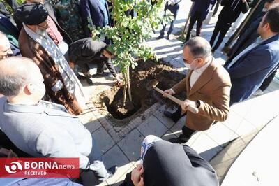  یلدا در رشت سبز شد