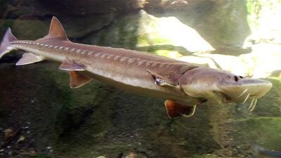 بیش از ۹۰ درصد خاویار تولیدی کشور صادر می‌شود