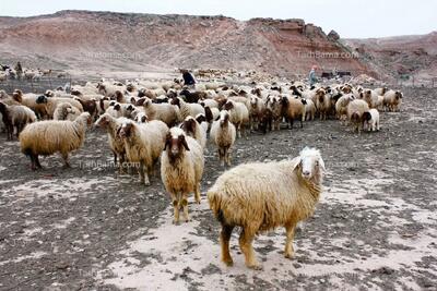 قیمت دام زنده امروز شنبه ۲۹ آذر ۱۴۰۴؛‌ گوسفند گران شد!