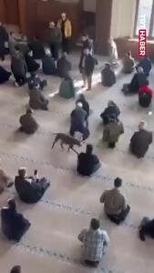  ورود ناگهانی سگ پیتبول به مسجد هنگام نماز جمعه
