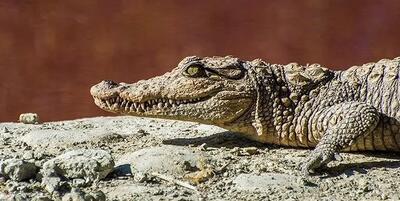 هشدار محیط زیست درباره احتمال خروج گاندوها از زیستگاه