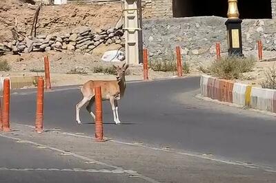 داستان عجیب حیات وحش شاهرود | قوچ و میش های شهرنشین را ببینید