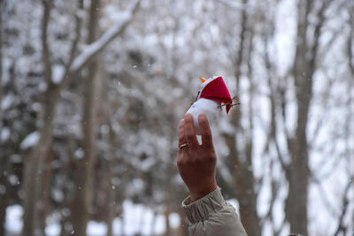 پالتوی برفی بر تن ایران