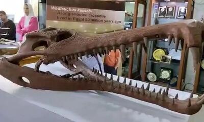 جد ۸۰ میلیون ساله تمساح‌ها کشف شد | ویدئو