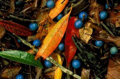 تنها میوه آبی جهان را ببینید