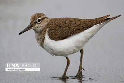  ممنوعیت صدور مجوز شکار پرندگان در اصفهان به دلیل آنفلوانزا