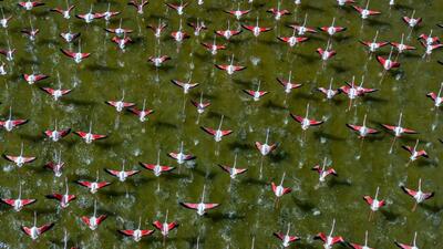  فیلم/ قابی زیبا از فلامینگوها در میانکاله