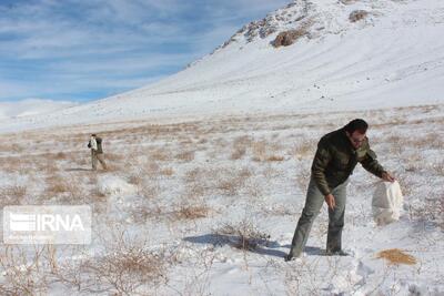 فصل آزمون بقا؛ حیات وحش در انتظار مهربانی انسان