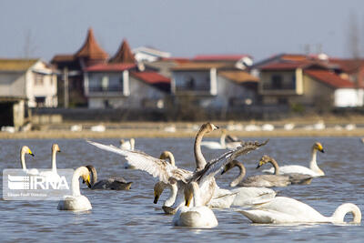  دمی حال خوش برای مازندران؛ قطعه کوک سرخرود با سمفونی مهاجران