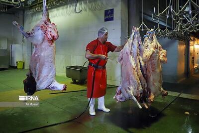  طرح ساماندهی کشتار دام در استان بوشهر اجرا شد