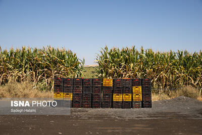  خسارت تگرگ به ۴۰۰ هکتار از مزارع گوجه‌فرنگی دیّر