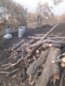  دستگیری متخلفان قطع درختان جنگلی در منطقه سبزکوه