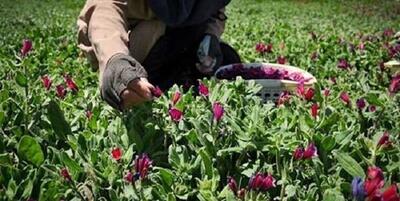 آموزش کشت گیاهان دارویی، حرکت به سمت کشت‌های کم آب‌بر در دهلران