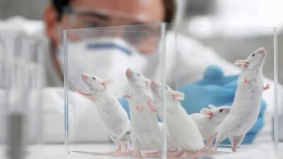  اگر موش‌های آزمایشگاهی در طبیعت رها شوند، چه اتفاقی می‌افتد؟