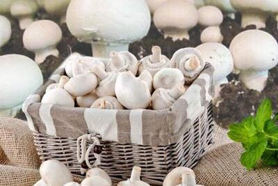  پرورش قارچ خوراکی یک فرصت شغلی پایدار برای جوانان