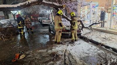 سقوط درخت تنومند بر روی دو خودرو در خیابان مطهری شمالی مشهد