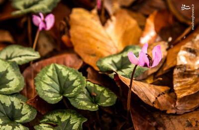 عکس/ آلش‌دشت گیلان در واپسین روزهای پاییز