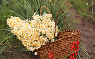 عکس/ برداشت گل نرگس در مازندران