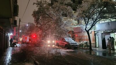  تصاویری از حادثه سقوط درخت در مشهد