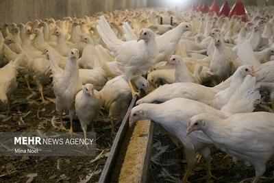 نهاده دامی؛ قطاری که به مقصد نرسید