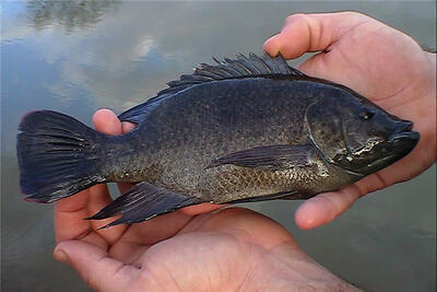  پرورش تیلاپیا اکوسیستم را تخریب می‌کند؛ مخالفت قاطع محیط‌زیست اصفهان