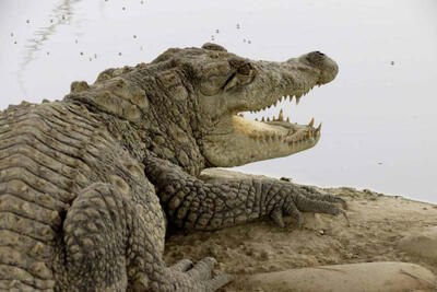 هشدار به سیستان و بلوچستانی ها/ مراقب گاندوها باشید