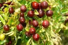  شناسایی آفات رایج عناب