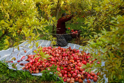 تغییراقلیم با انار یلدا چه می‌کند؟