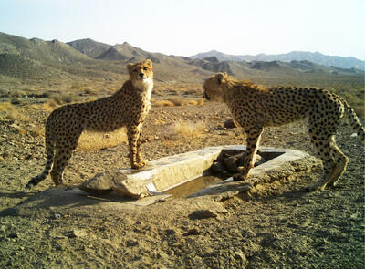 تصمیم‌های غیرعلمی؛ تهدید پنهان برای یوزها