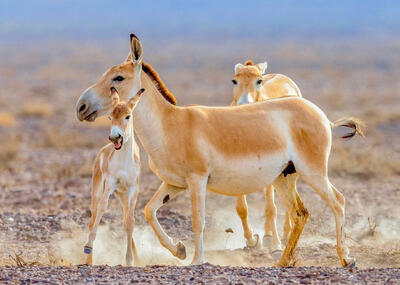 «بازگشت گور ایرانی»،‌ تحقق یک رؤیا