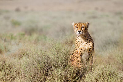 چشم‌انداز یوز آسیایی در «ریوند»