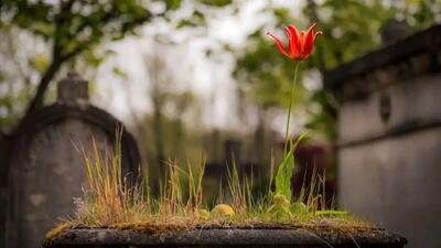 راز شادکامی: چگونه «تئوری تشییع جنازه» می‌ تواند زندگی شما را تغییر دهد؟