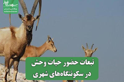  تبعات حضور حیات وحش در سکونتگاه‌های شهری