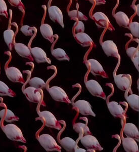 فیلم حیرت انگیز از فلامینگوها در میانکاله - سلام نو