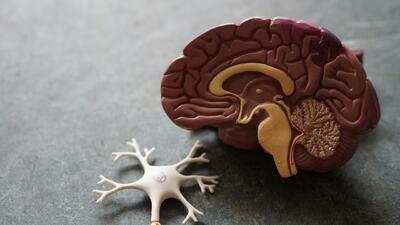  پژوهش جدید: کمک به دیگران روند پیری مغز را کند می‌کند