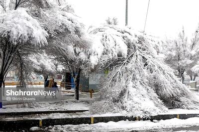 سقوط درختان پس از برف سنگین مشهد | ۲۶۵ حادثه فقط در ۸ ساعت (۲۹ آذر ۱۴۰۴)