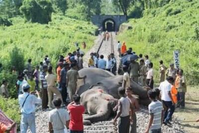۷ فیل در برخورد با قطار مسافربری در شمال‌شرق هند جان خود را از دست دادند