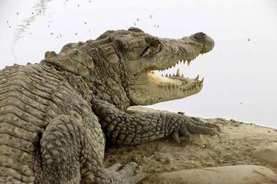 هشدار درباره سیلابی شدن رودخانه های سیستان و بلوچستان/ احتمال خروج گاندوها از برکه‌ها در پی بارندگی