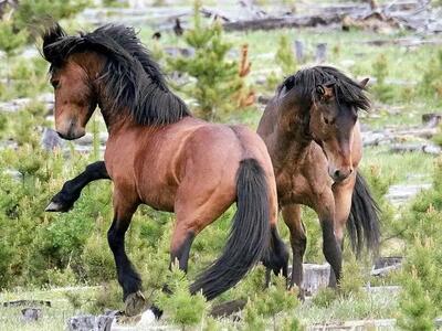  مستند حیات وحش؛ هیاهوی اسب های نر وحشی برای جلب توجه مادیان