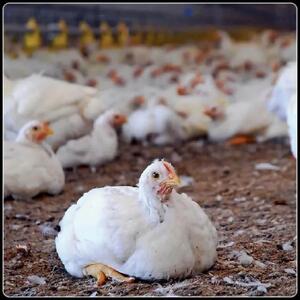  رشد۲۶ درصدی  جوجه‌ریزی در مرغداری‌های شهرستان ایلام