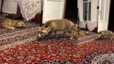 روباه‌های ایرانی که ستاره فضای مجازی شده‌اند