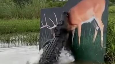 ویدیوی بامزه از سر کار گذاشتن کروکودیل‌ها