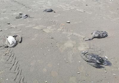 «باکلان‌ها» قربانی صید پره در رودسر/ محیط‌زیست: حادثه قابل پیشگیری است - تسنیم