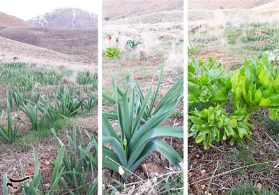 100 هکتار به سطح زیر کشت گیاهان دارویی چهارمحال و بختیاری اضاف شد - تسنیم