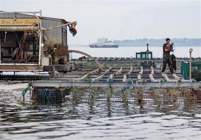 زنگ خطر در خزر؛ تغییر اجباری استراتژی باکو از صید سنتی به آبزی‌پروری صنعتی - تسنیم