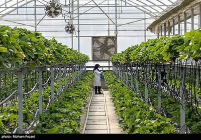 مصرف گاز گلخانه استوایی جلفا معادل یک پنجم درآمد صادراتی آن است - تسنیم