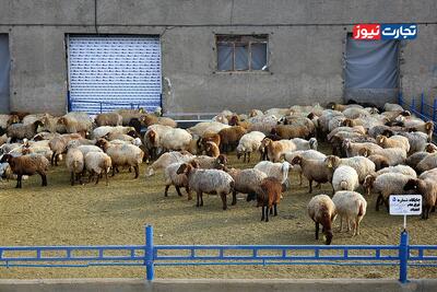 قیمت دام زنده امروز ۲۹ آذر 1404 / قیمت‌ها بالا رفت + جدول